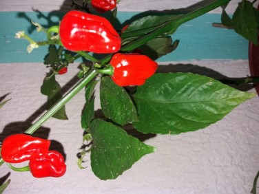 Habanero Chili crveni 