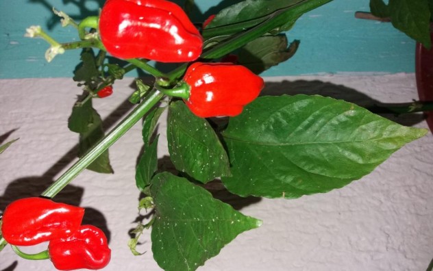 Habanero Chili crveni 
