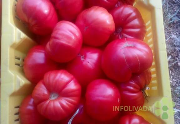 Domaći kuvani paradajz