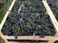 Sadnice grozdja za proleće 2023 veliki izbor sorti
