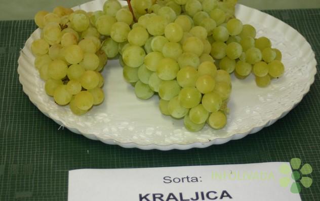 Sadnice grozdja za proleće 2023 veliki izbor sorti
